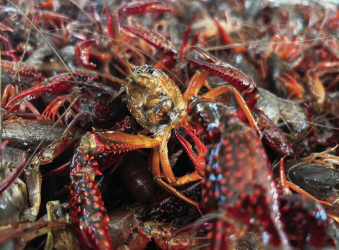 Crawfish Industry Facing Shortage of Labor