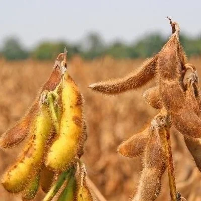Inoculating Soybean With Bradyrhizobium Japonicum For Nitrogen Fixation