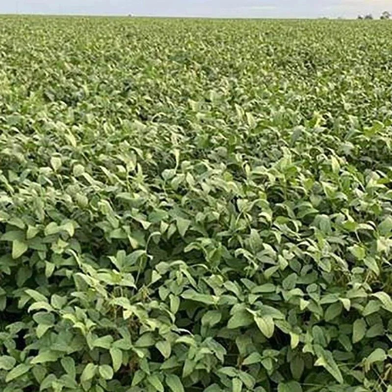 Brazil: A Record  Crop With Tighter Margins