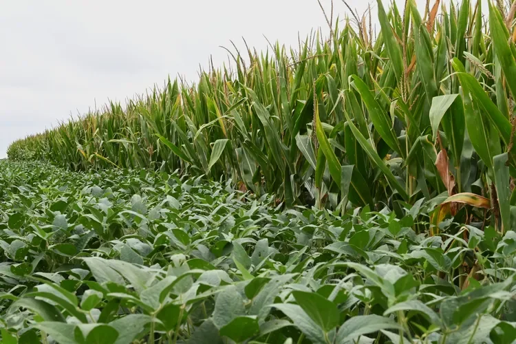 Corn and Soybeans Rally as Oil Prices Jump and Volatility Returns 