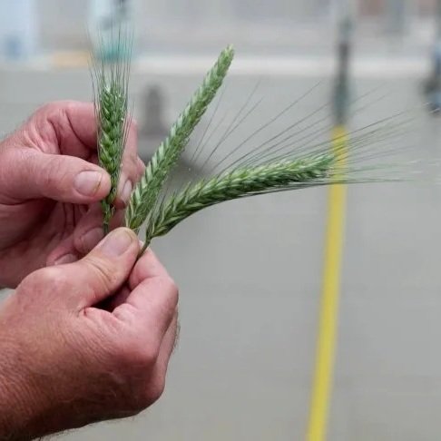 Triticale Has Beneficial Uses