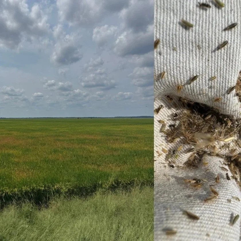 EPA Approves Emergency Exemption For Insecticide To Control Rice Delphacid Damage