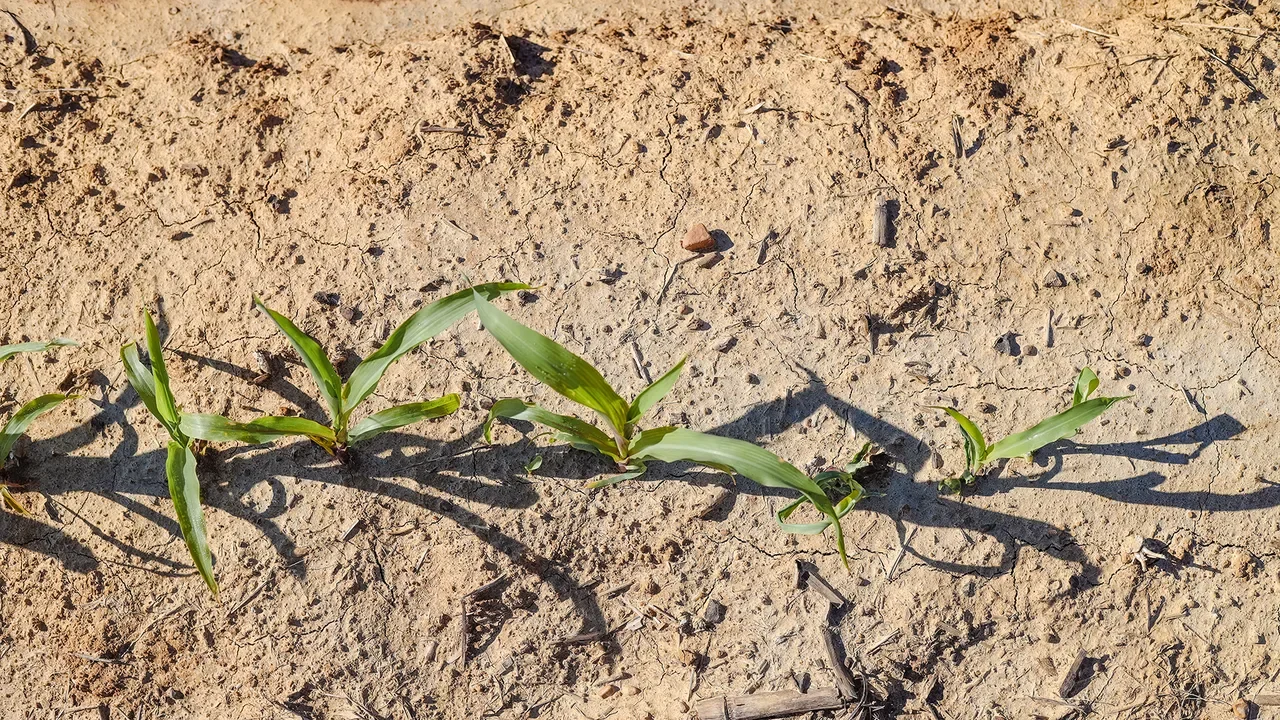 Louisiana Corn Farmers Brace for Replant Decisions After March Freeze