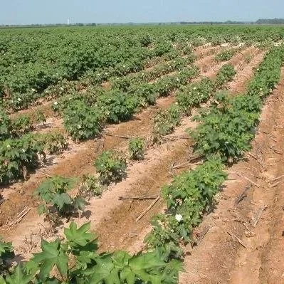 Cleveland: Cotton’s Bulls Pause For A  Rest