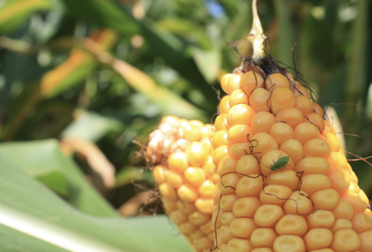 USDA Approves New GMO Trait Aimed at Corn Rootworm Control