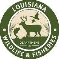 Louisiana Department Of Wildlife And Fisheries Announces 2027 Louisiana Duck Stamp Contest
