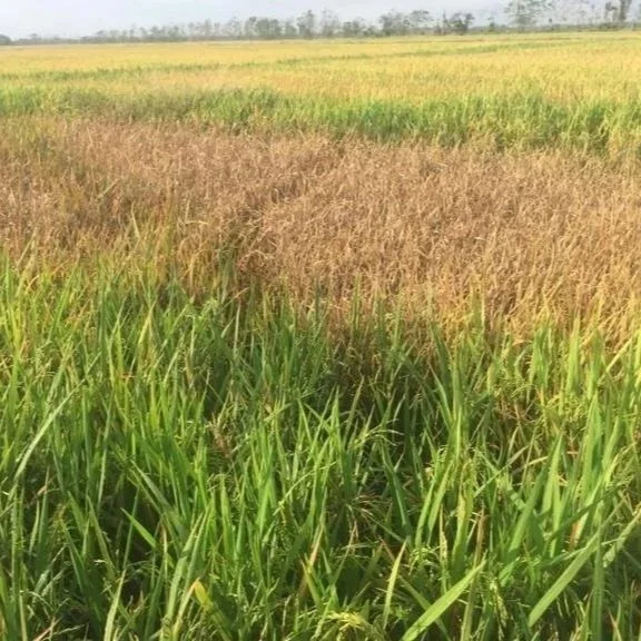 Courier Rice Delphacid Quarantine Exemption