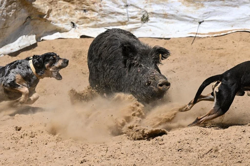 Hog Dogs in Action: Hundreds Gather in Small Louisiana Town to Watch Catahoulas Corral Feral Hogs