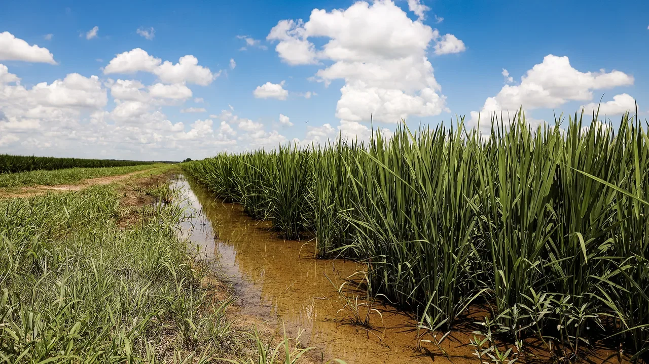 New EPA Exemption Offers Hope for Rice Delphacid Control in 2026