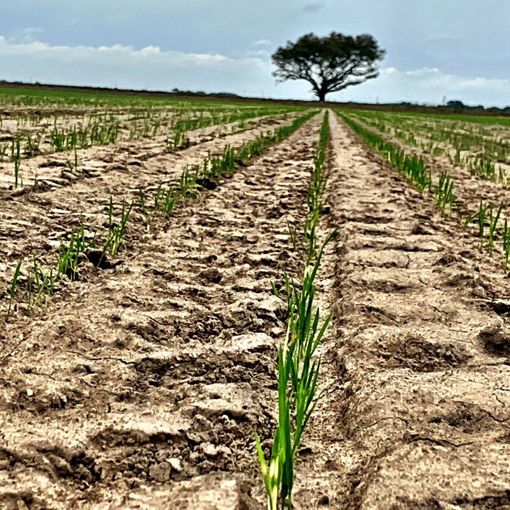 U.S. Rice Spring Crop Planting And Progress
