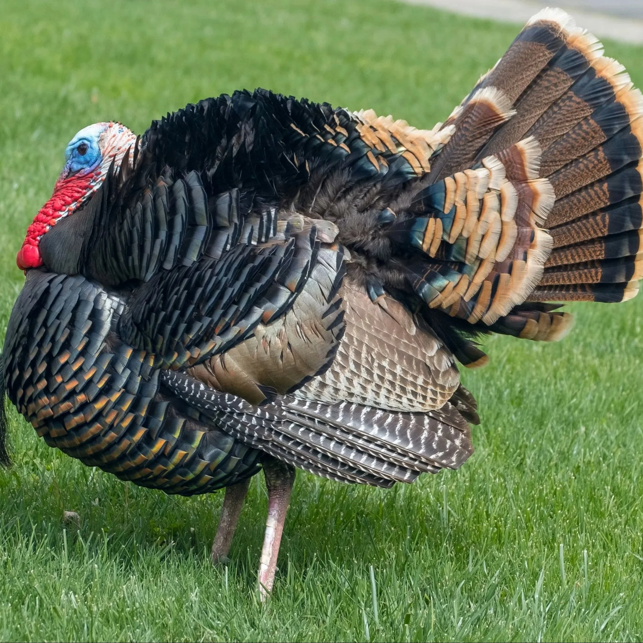Birds Of A Feather? Turkey Disease Research Expands To Include Quail