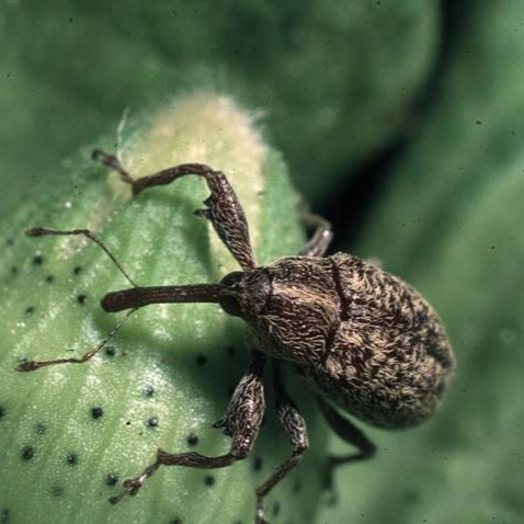 Boll Weevil Eradication Still Pays Dividends For Producers
