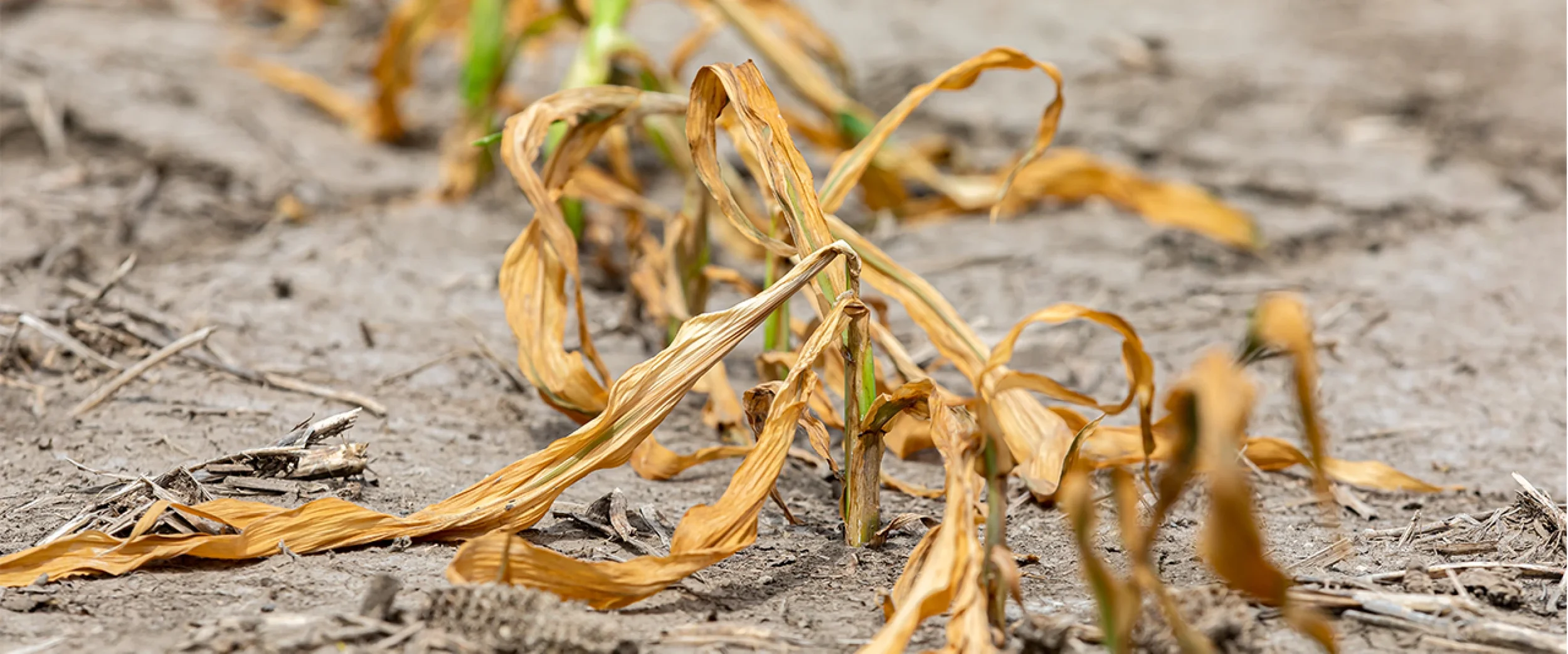Louisiana Farmers Forced to Replant Corn After Freeze Damages Crop