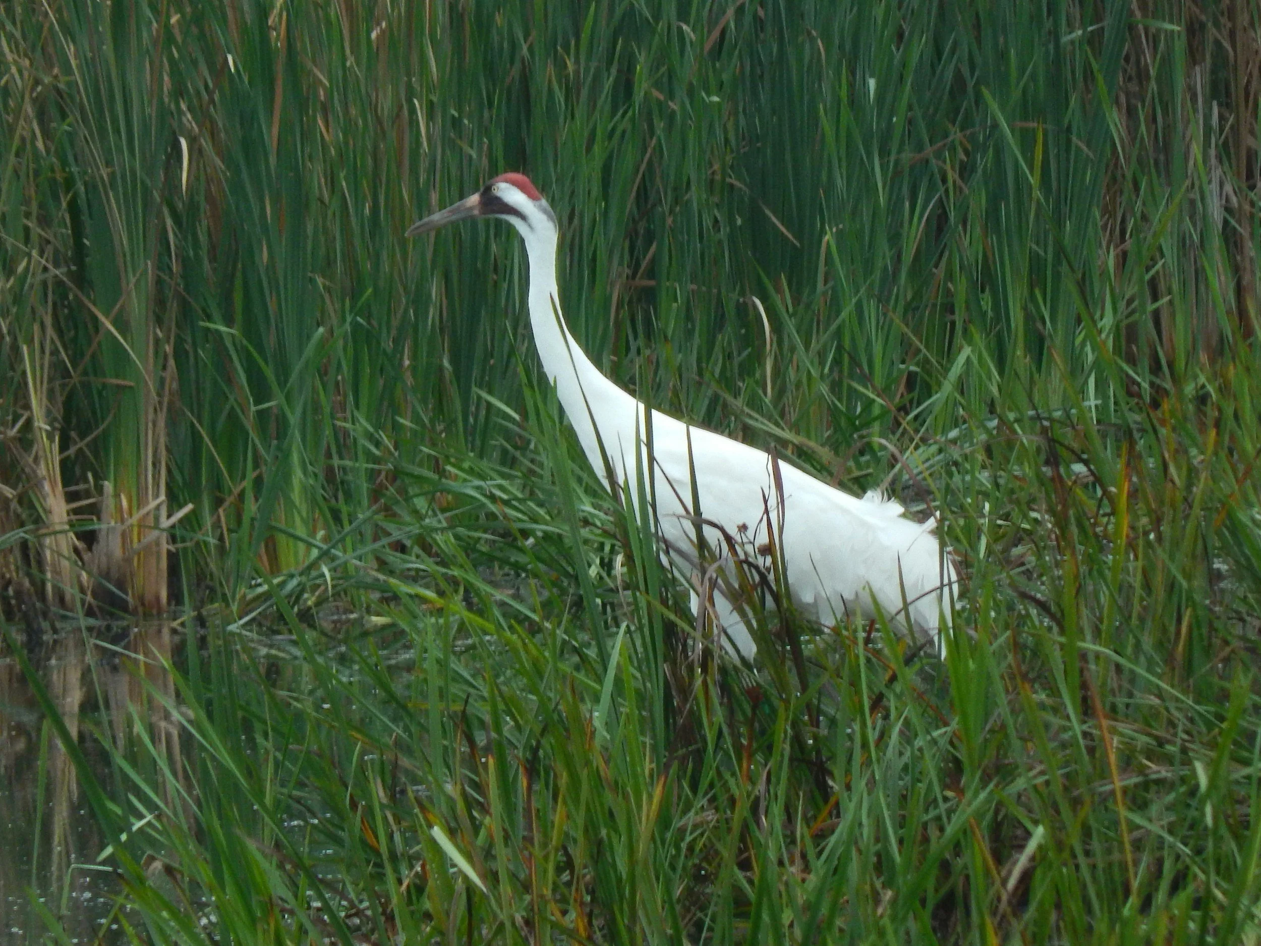 Wildlife Agents Cite 3 People for Shooting Whooping Cranes in Two Separate Cases