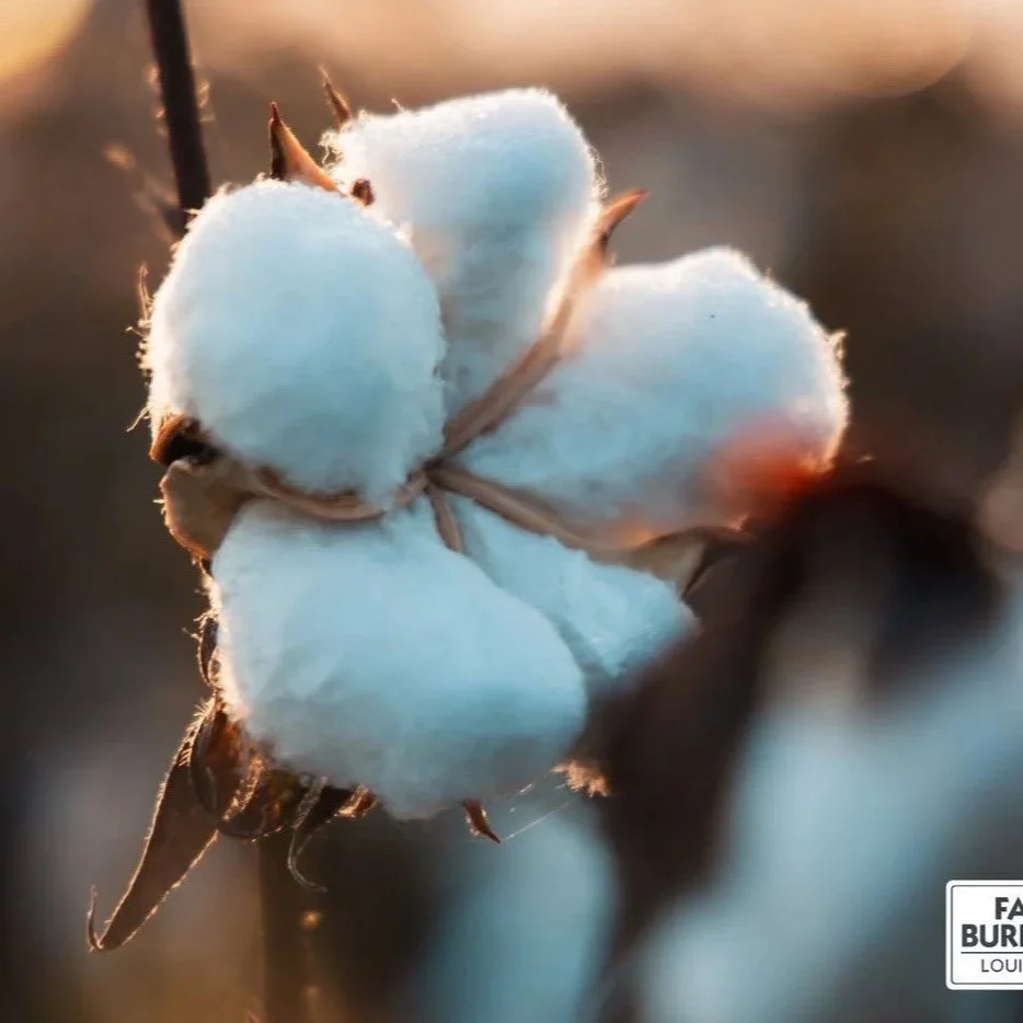 USDA Announces 2026 Cotton Loan Rate Differentials