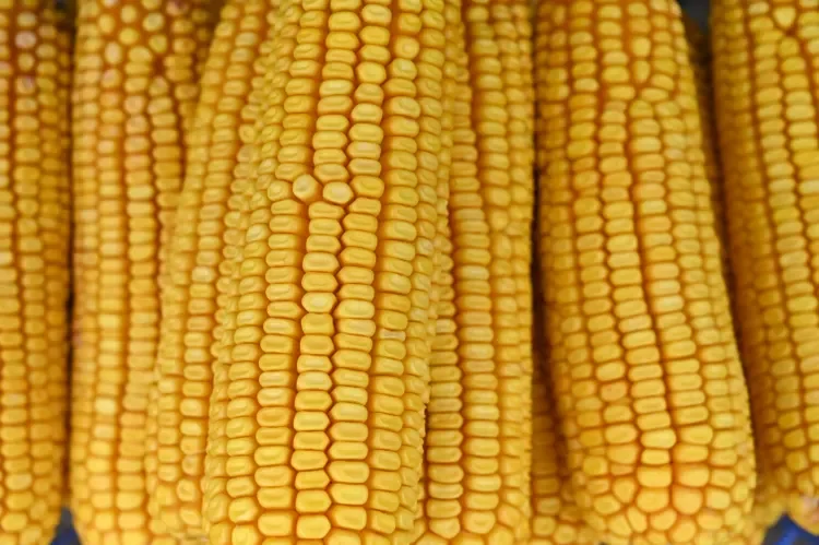 Is $4 Corn on the Horizon? Expert Says Charts Point to Fading Momentum