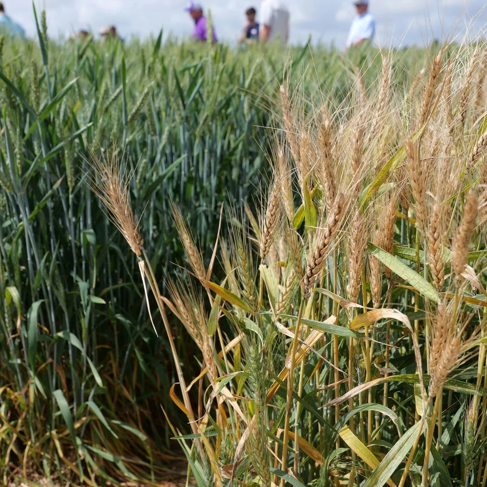 Weather Brings Challenges For Wheat Growers