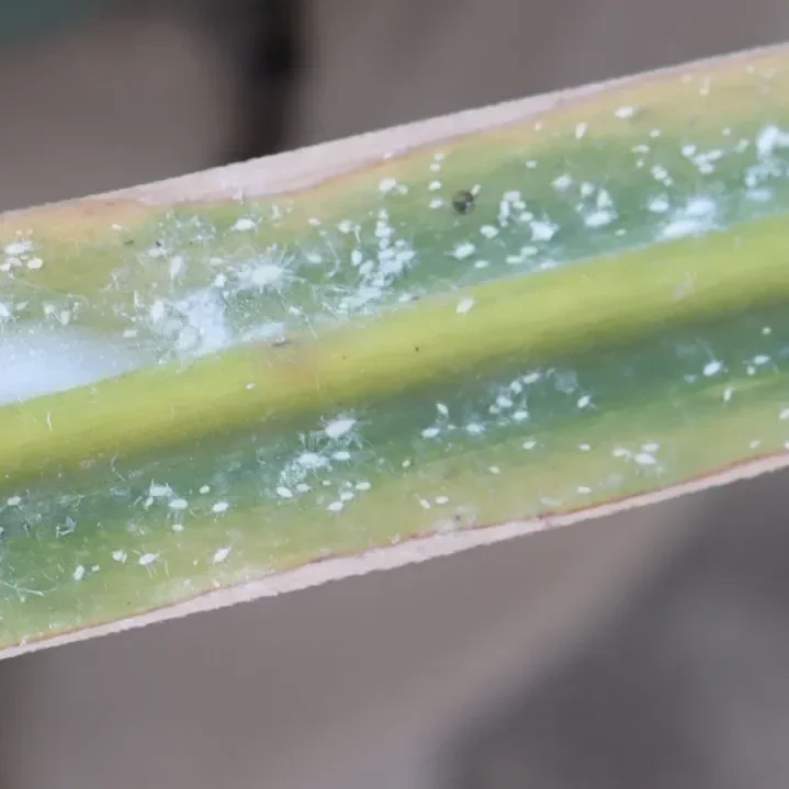 Pasture Mealybug Confirmed in Louisiana