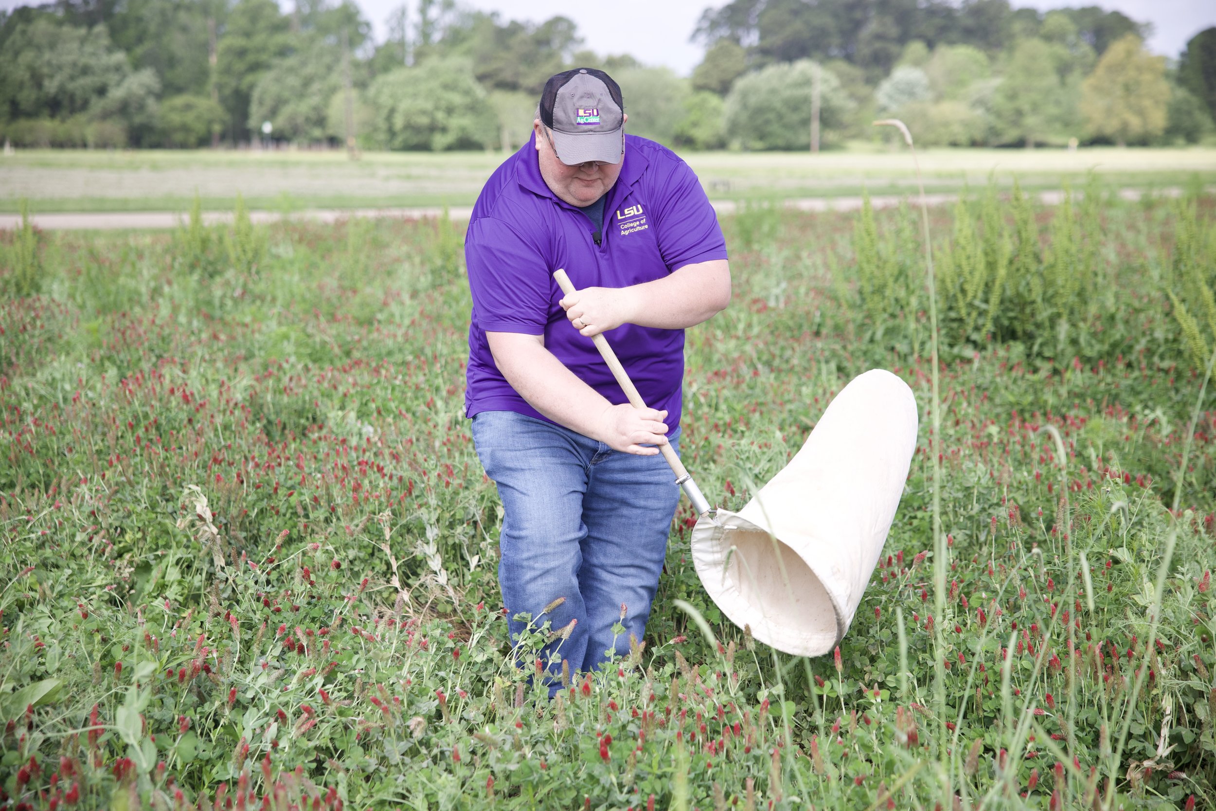 Avoiding Destructive  Pests With Timely cover Crop Management