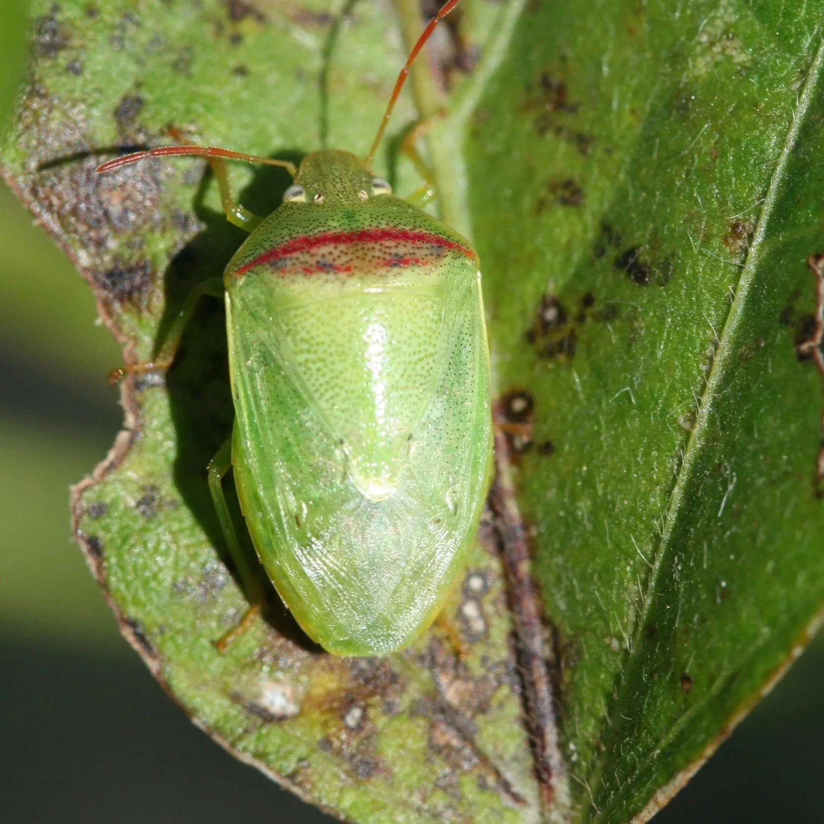 2026 Insect Pest Survey Notes Early Redbanded Stink Bug Activity