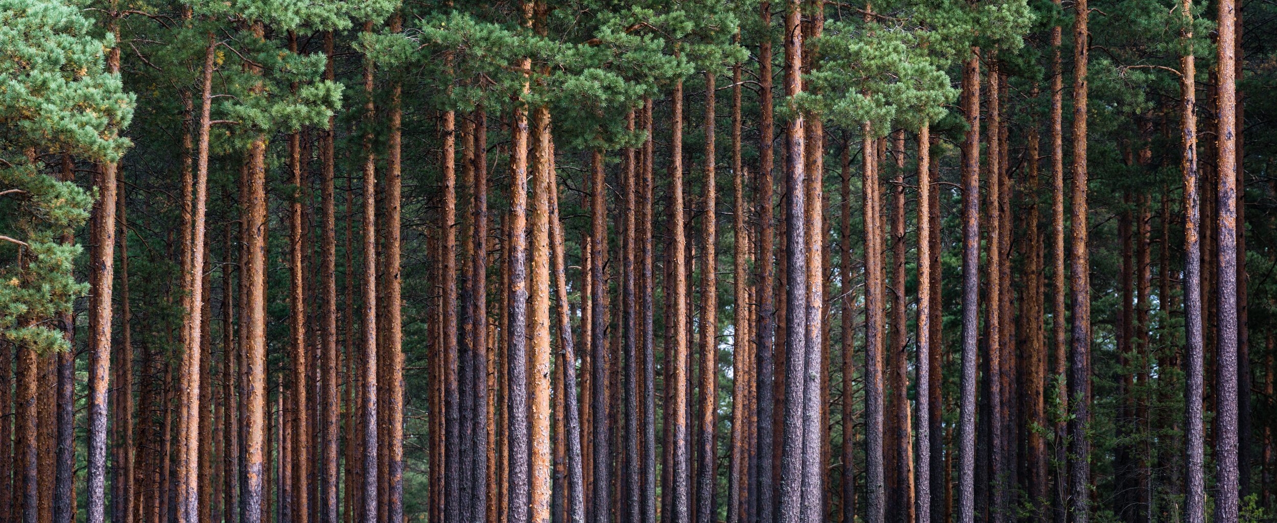 Davis Timber Company Expands Operations, Building on 40 Years in Louisiana 