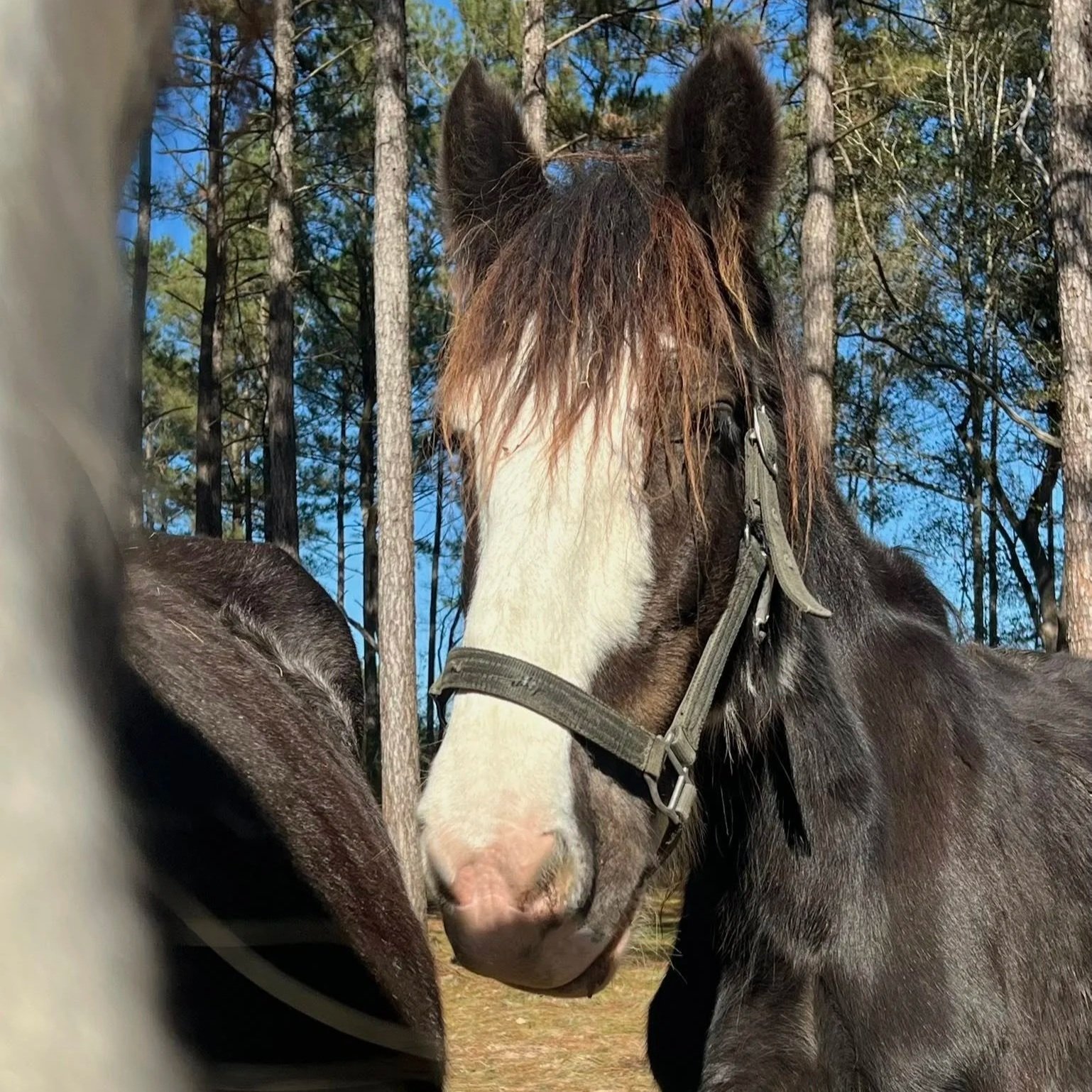 Louisiana’s First Clydesdale Ranch Draws Crowds to Livingston Parish
