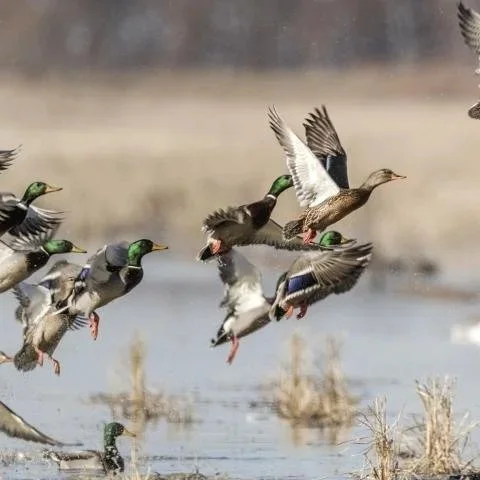 USDA Announces $52 Million To Boost Public Access To Private Lands For Hunting And Fishing