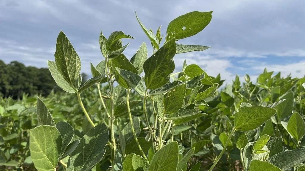 NOLA Fertilizer Exports Surge as High Price Squeezes Farmers