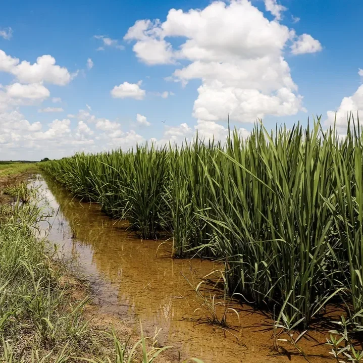 New EPA Exemption offers Hope For Rice Delphacid Control This Season