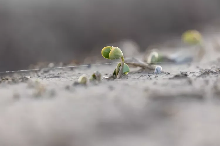 Soybean Crops Have Emerged in 10 Key States, USDA Reports