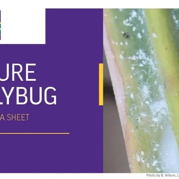 Pasture Mealybug Factsheet
