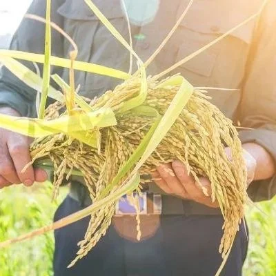 World Rice Supplies Threatened by War, El Niño