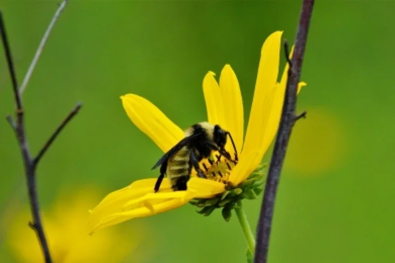 EPA Opens Public Comment Period On Draft Fungicide Strategy