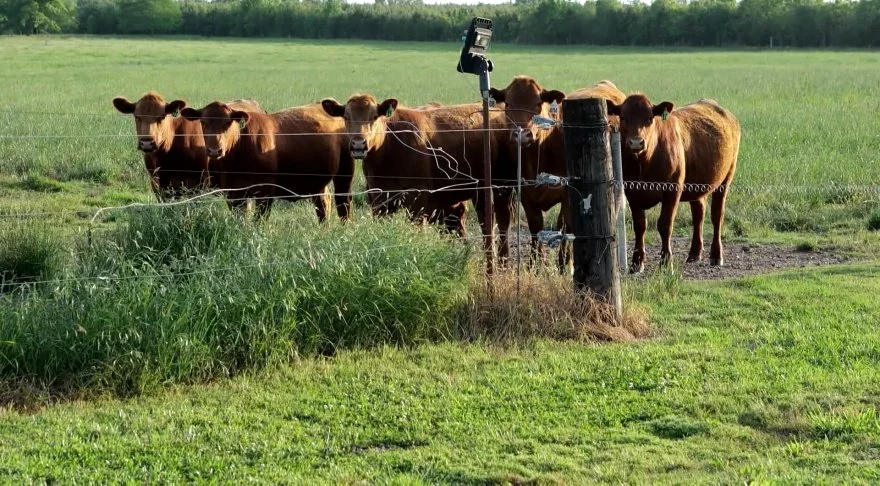 Beef Quality Assurance Program Helps Improve Herd Health and Assists Producers