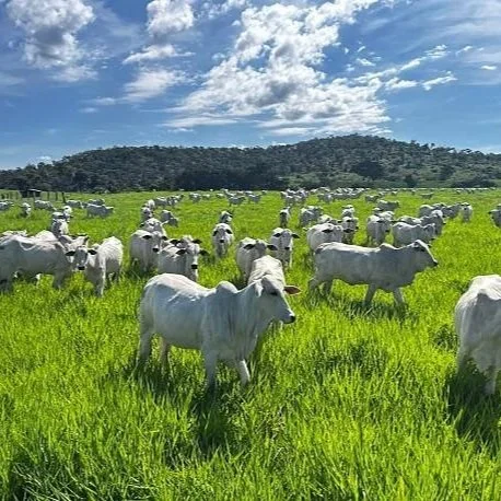 U.S. Imports of Brazilian Beef Surged in the First Quarter