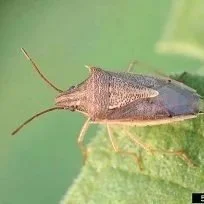 Rice Stink Bug Focus Of Ag Researchers In Several States