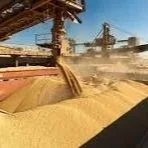 Grain Export Sales Numbers Mixed