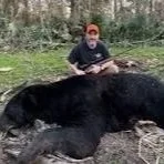 Officials Say Louisiana's Black Bear Bounty Could Boost Hunting This Year