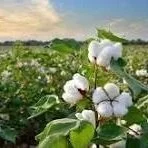 Cleveland: Cotton Climbs Higher On Drought Concerns