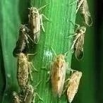 Rice Delphacid Factsheet