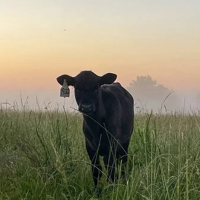 Imported Beef Threatens Fragile Recovery For America’s Ranchers