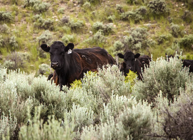 Ranchers Welcome Return To Common-Sense Land Management  &nbsp;