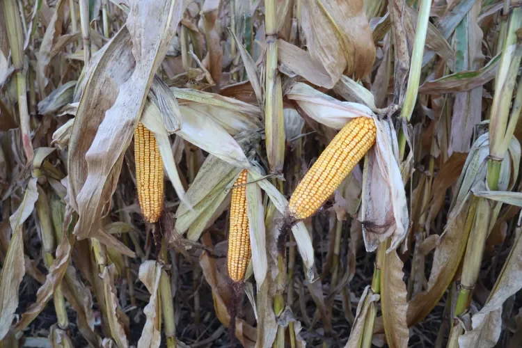 2025 NASS County Corn, Soybean, and Winter Wheat Yields