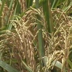 Global Rice Production Set To Fall For First Time In Decade