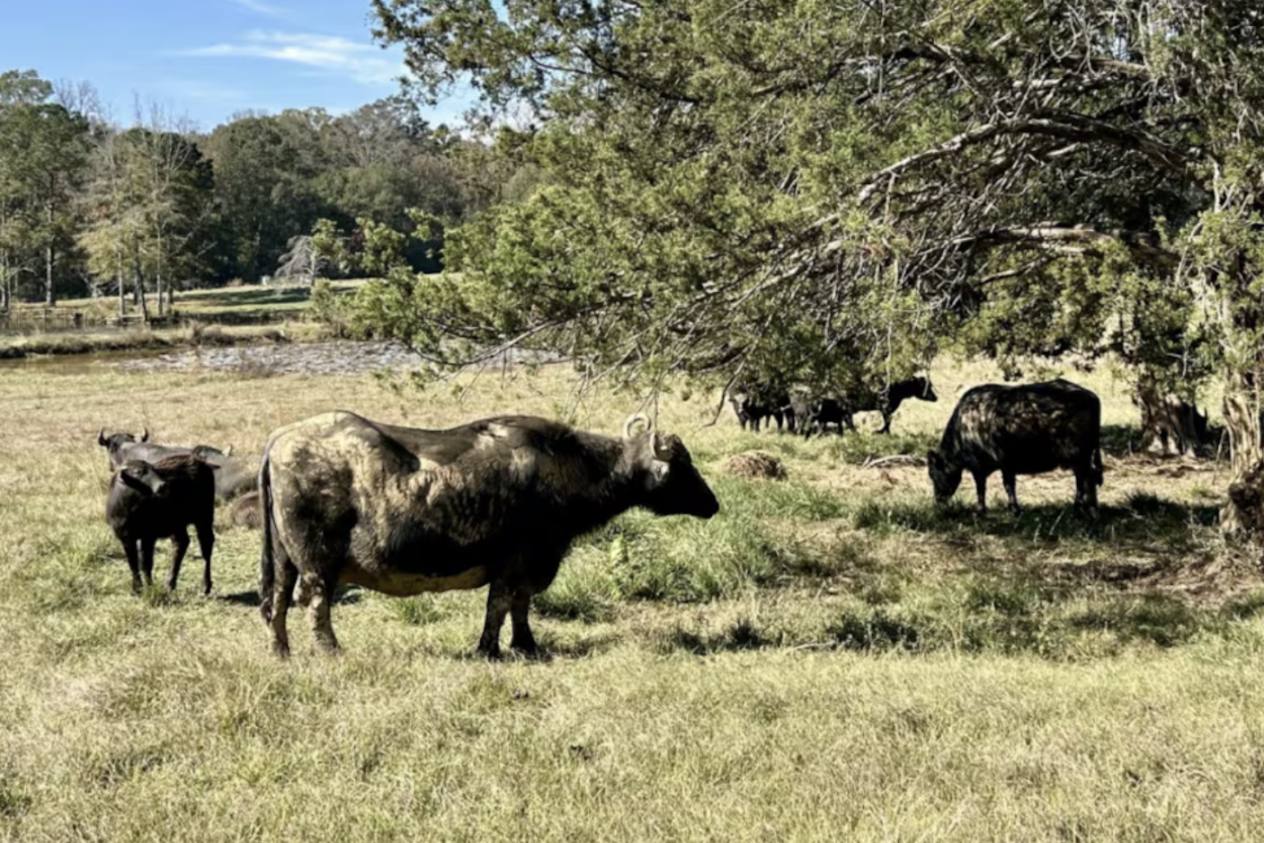 This Louisiana Farm Is Using Water Buffalo to Maintain Sustainability