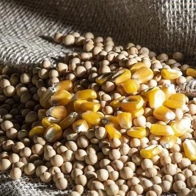 Red Meat Exports Add Billions In Value To Corn And Soybean Farmers