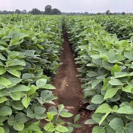 Midsouth Farmers Shift To Soybeans As A Survival Strategy