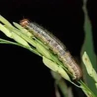 Scientists Observe Rice Plants Capturing And Eliminating Fall Armyworm Caterpillars