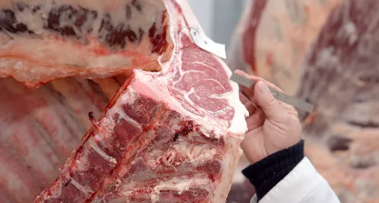 Why the Beef Industry Is Rethinking Yield Grades After 60 Years