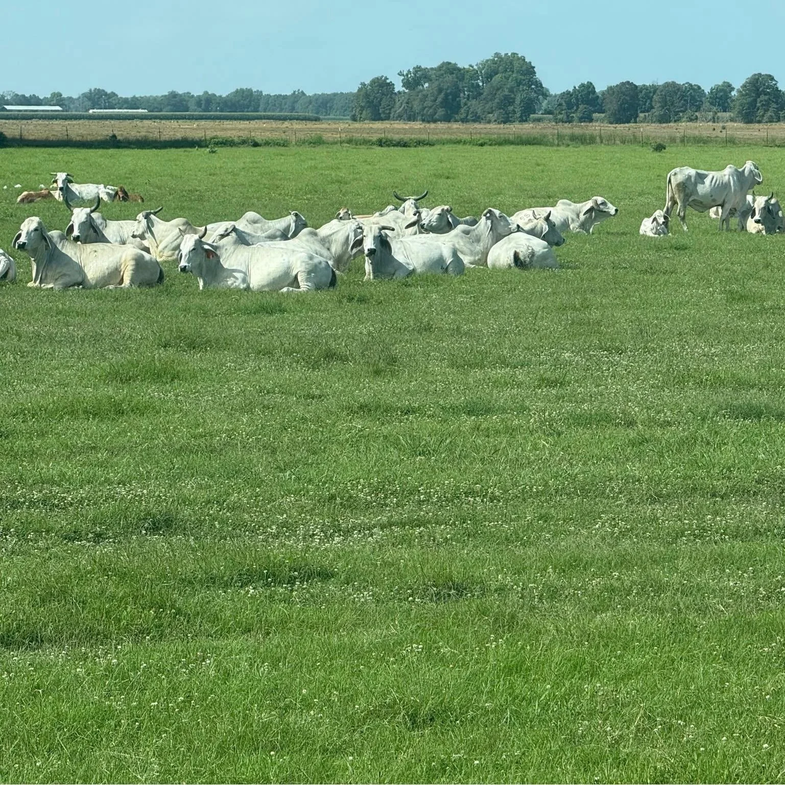 Delhi Cattle Farmer Voices Concerns Over Meta Data Center Project